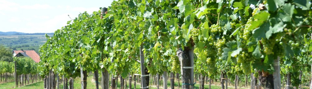 Bodegas Torres y su compromiso ecológico